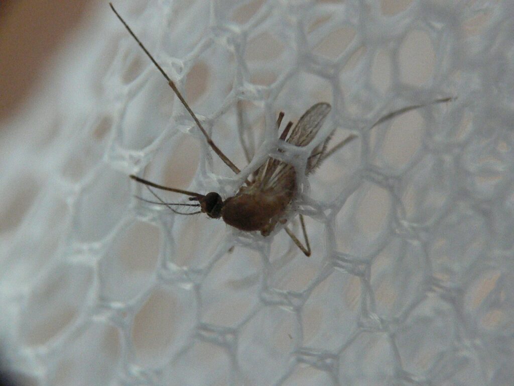 網の目をくぐるアカイエカ