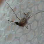 網の目をくぐるアカイエカ