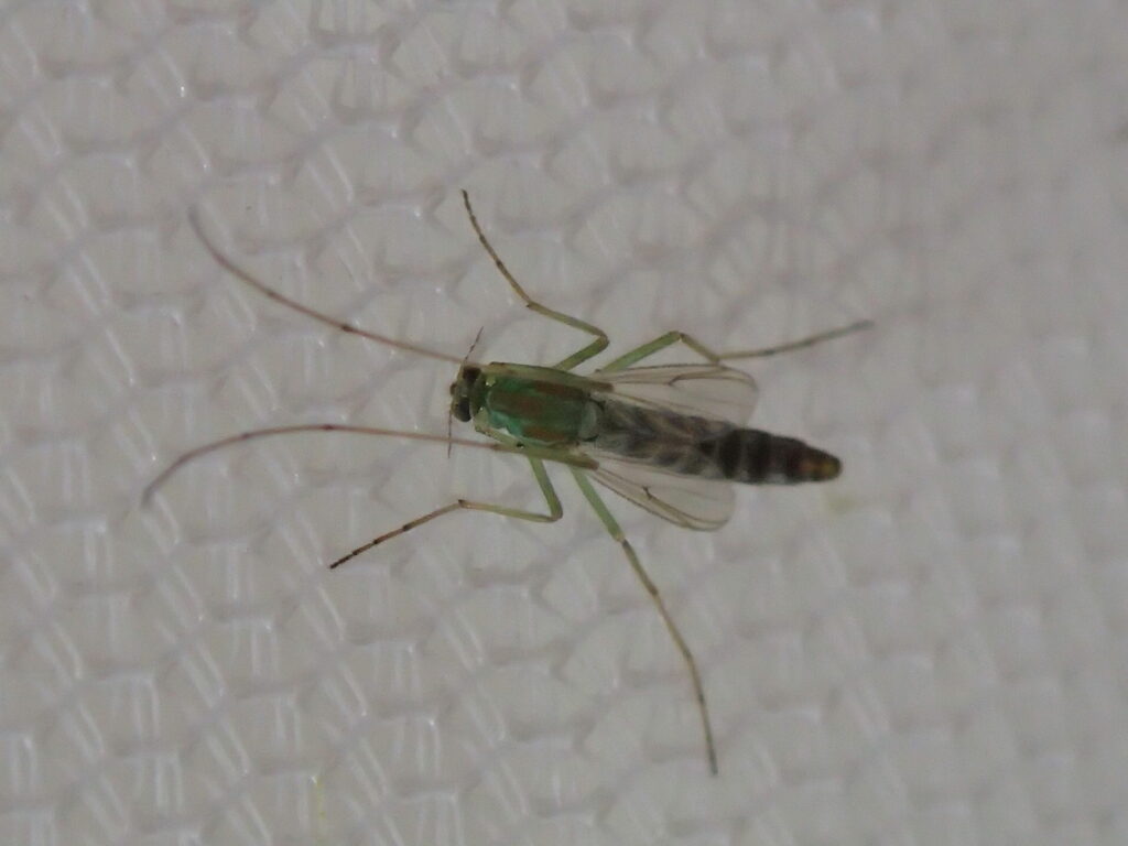 セスジユスリカ