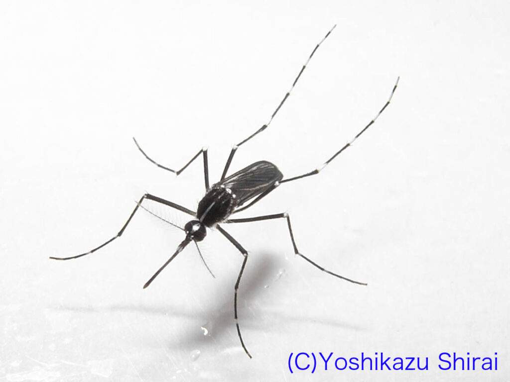 ヒトスジシマカ